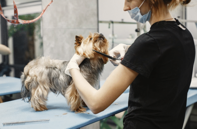 Top Reasons Entrepreneurs Choose Pet Industry Franchises