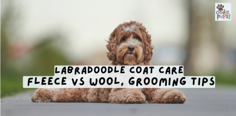 Labradoodle Coat Care: Fleece vs Wool, Grooming Tips